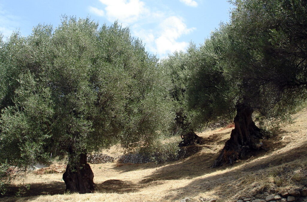 Cilento: La terra e le sue risorse